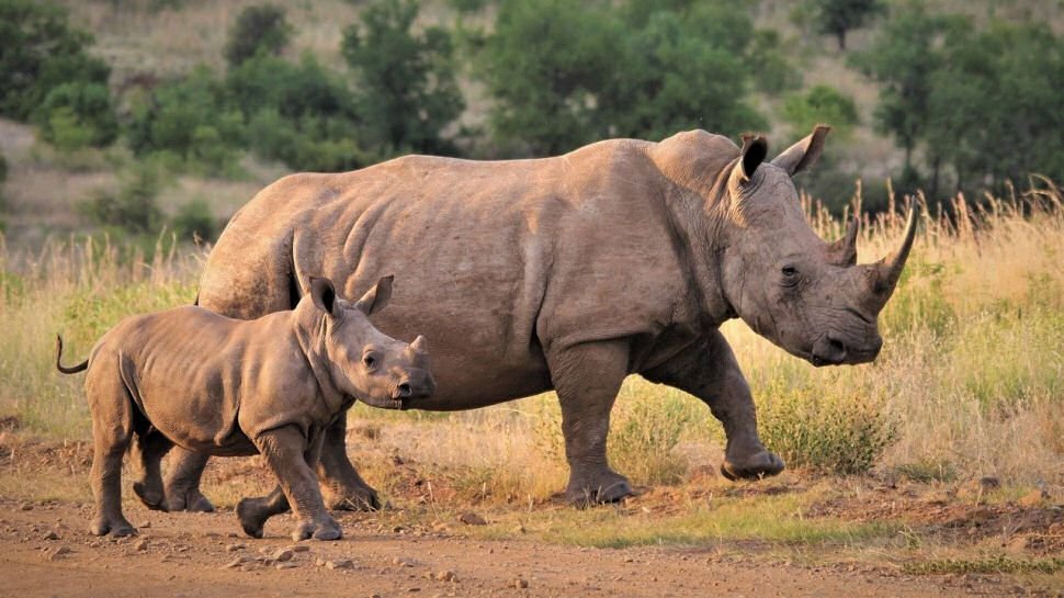 Using smart technology to help prevent poaching