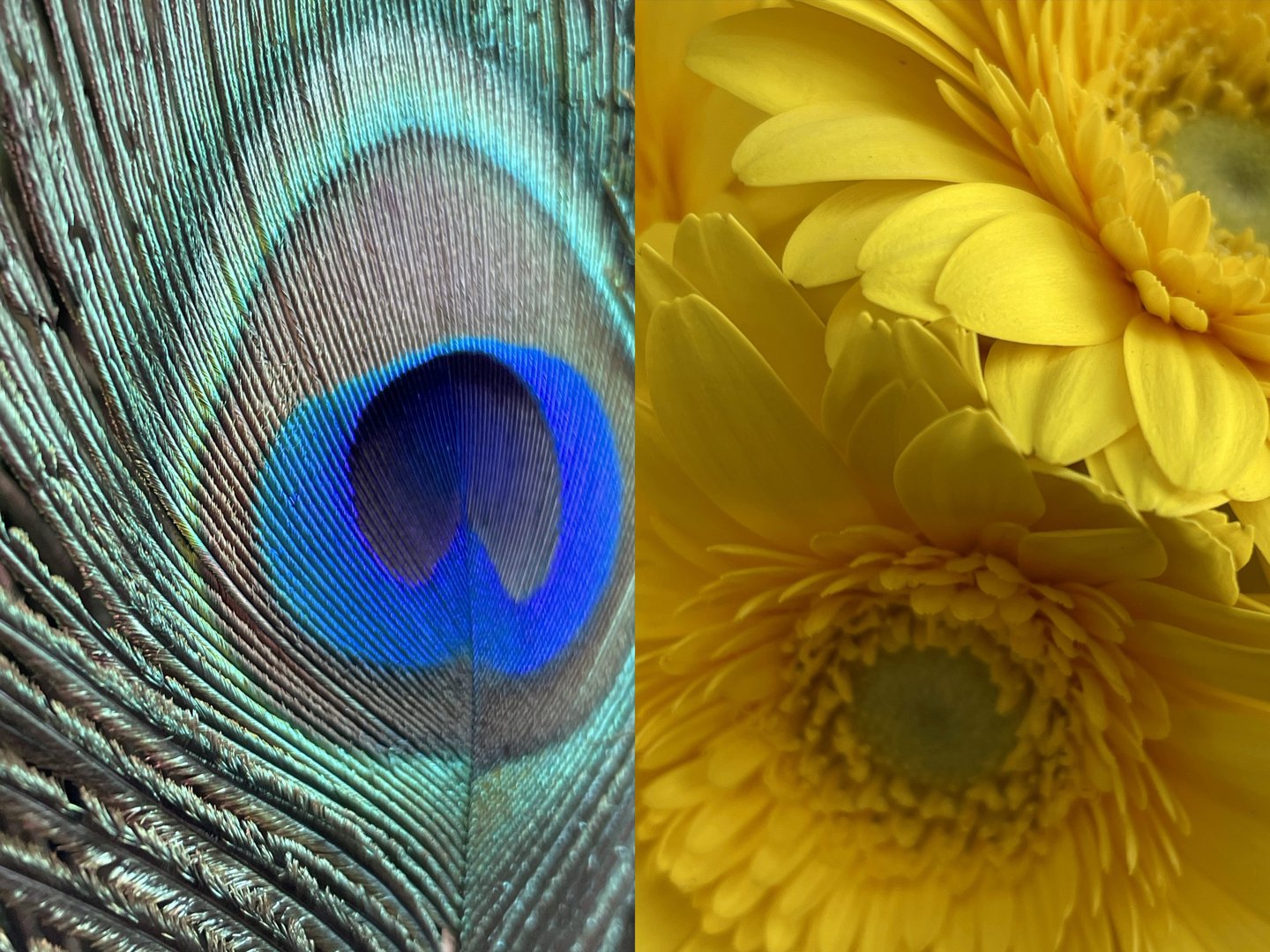 Fotos de una pluma y una flor de pavo real.