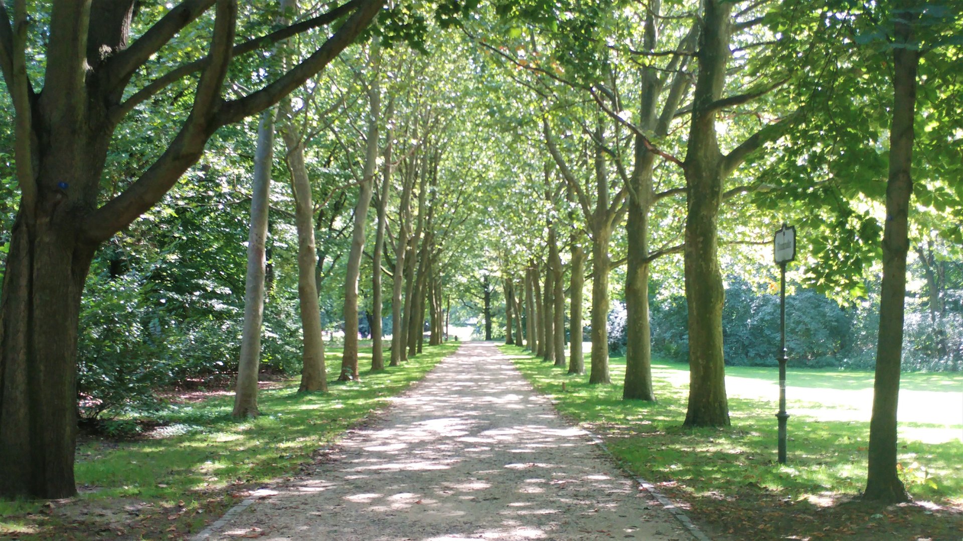 Путь выложен деревьями на солнце.