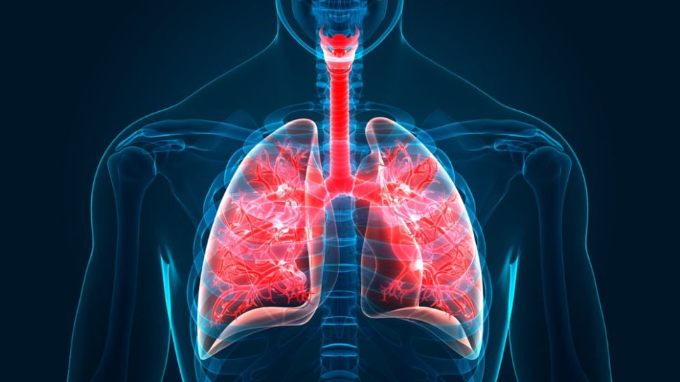 poumons humains